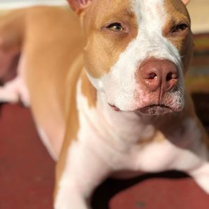 Meet your Posher, Joel